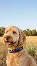 Afbeelding in Gallery-weergave laden, Labradoodle met Bohemi boho honden leiband vooraanzicht in maat Medium
