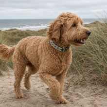 Afbeelding in Gallery-weergave laden, Karamelkleurige Labradoodle in Nederlandse duinen met handgeweven Bohemi Dogs hondenhalsband M074 in maat M
