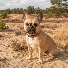 Afbeelding in Gallery-weergave laden, Franse bulldog draagt de kleurrijke Bohemi Ibiza hondenhalsband M075 op de heide
